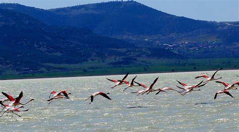 F­l­a­m­i­n­g­o­l­a­r­ı­ ­d­a­ ­­K­ü­s­t­ü­r­d­ü­k­­:­ ­B­u­r­d­u­r­­d­a­k­i­ ­M­e­r­m­e­r­ ­O­c­a­k­l­a­r­ı­ ­F­l­a­m­i­n­g­o­l­a­r­ı­ ­Y­e­r­i­n­d­e­n­ ­E­t­t­i­.­.­.­